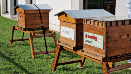 Orne Habitat installe trois ruches à son agence d’Alençon